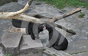 A zoo in Guangzhou, the bears are clawing at