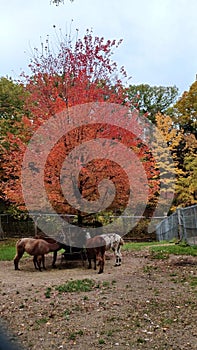 Zoo in High Park