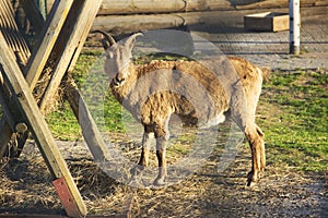 In zoo. Image of the goat is feeding