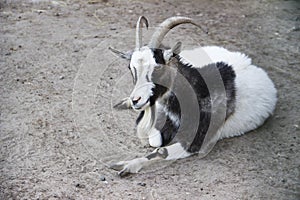 In the zoo. Image of the goat lies on the sand