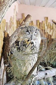 In the zoo. Image of the owl squints