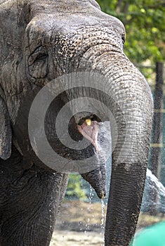 Zoo keeper give water for elephant