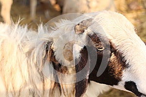 Zoo Lamb asian Sheep in farm Eye head closeup animal