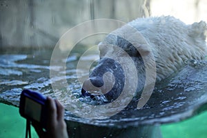 Zoo-life of a polar bear