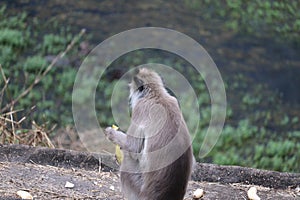 In the zoo , A monkey langur on the rock