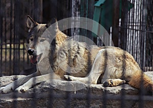 In zoo park. Kazakhstan