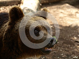 Zoo Park Poppi Italy : bear