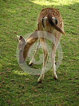 Zoo Park Poppi Italy : fawn