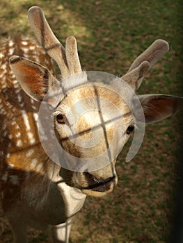 Zoo Park Poppi Italy : fawn