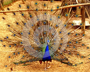 Zoo Park Poppi Italy : peacock