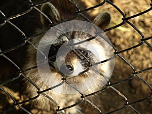 Zoo Park Poppi Italy : raccoon