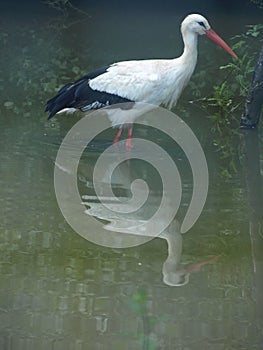 Zoo Park Poppi Italy : stork