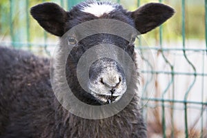 In zoo. Portrait of a funny black lamb