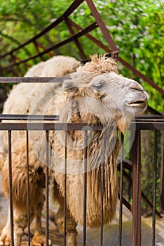 The zoo. Portrait of a smiling camel