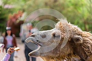 The zoo. Portrait of a smiling camel. Zoo visitors feed the camel