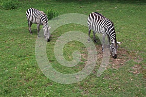 Zoo's Zebras