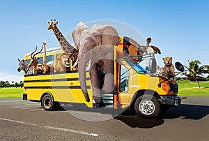Zoo in the school bus, animals look out of windows
