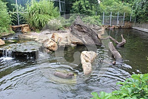 Zoo seal in water photo