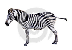 Zoo single burchell zebra