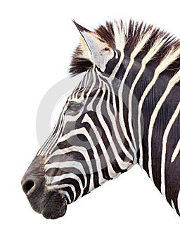 Zoo single burchell zebra photo