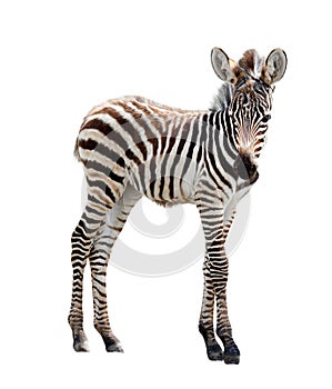 Zoo single burchell zebra