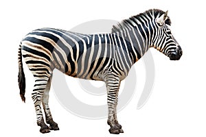 Zoo single burchell zebra isolated photo