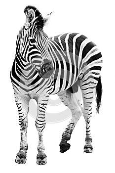 Zoo single burchell zebra isolated photo