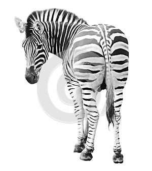 Zoo single burchell zebra isolated on white photo