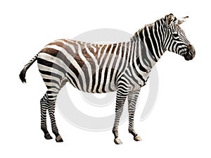 Zoo single burchell zebra isolated on white background.