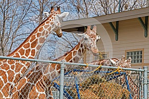 The Zoo in Sioux Falls, South Dakota is a family friendly Attraction for all Ages