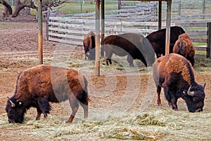 The Zoo in Sioux Falls, South Dakota is a family friendly Attraction for all Ages