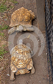 The Zoo in Sioux Falls, South Dakota is a family friendly Attraction for all Ages