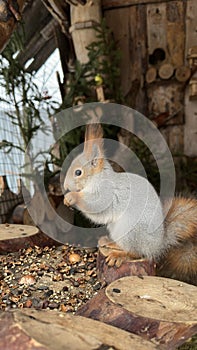 Zoo squirrel in winter