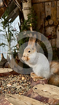 Zoo squirrel in winter