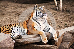 Zoo tiger