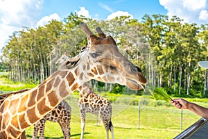 Zoo visitors feeding a giraffe from raised platform