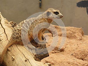 Zoo. Wildlife. Small Mongoose sitting on a dead tree branch in a sand enclosure