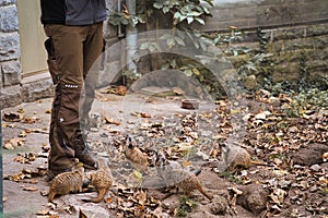 Zoo worker feeding the mob of Meerkats (Suricata suricatta) during the daytime