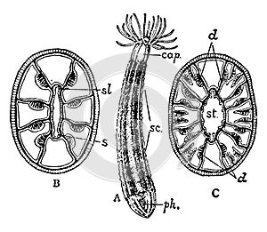 Zooid, vintage illustration