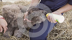 Zookeeper feeding baby camel