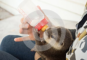 Zookeeper feeding baby otter