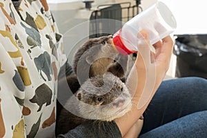 Zookeeper feeding baby otter