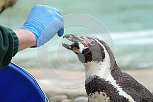 Zookeeper hand feeding a penguin a fish