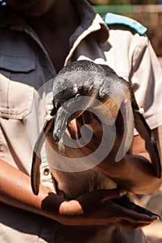 Zookeeper holding a penguine