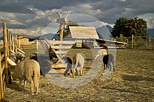 ZOOKONTAKT Liptovsky Mikulas: unique ZOO CONTACT in Slovakia is a place where visitors get acquainted with the world of animals up