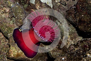 Zool sea anemone Actinia equina