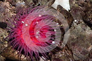 Zool sea anemone Actinia equina
