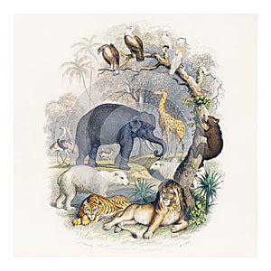 Zoological vintage illustration wall art print and poster design remix from original artwork photo