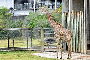 Zoologico photo