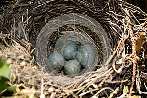 Zoology, Blackbird Nest with Eggs